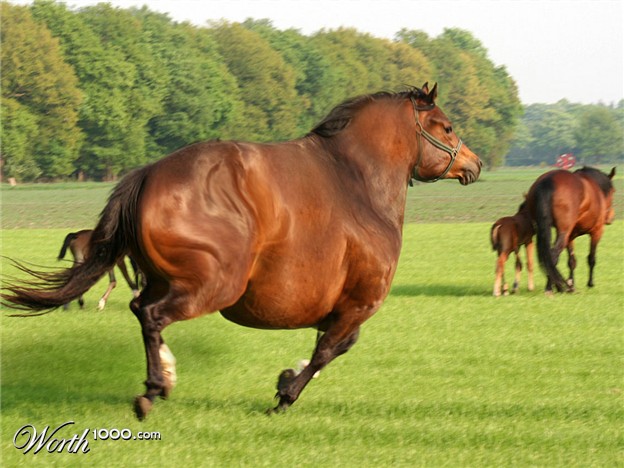 fat horse