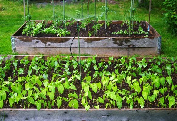 RaisedGardenBed