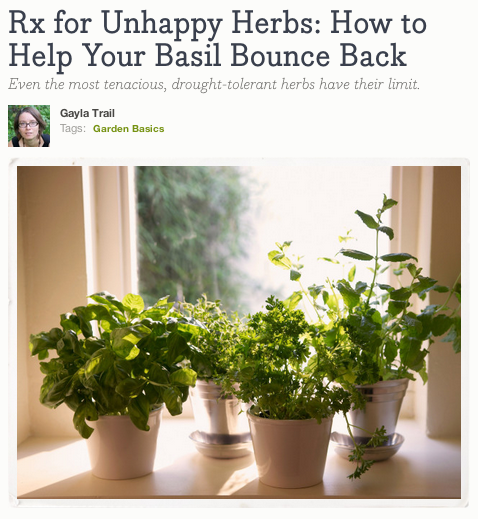 Growing Basil