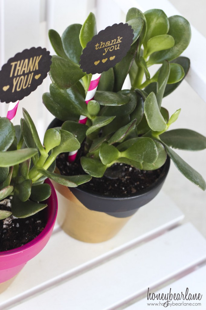 succulents teacher gifts