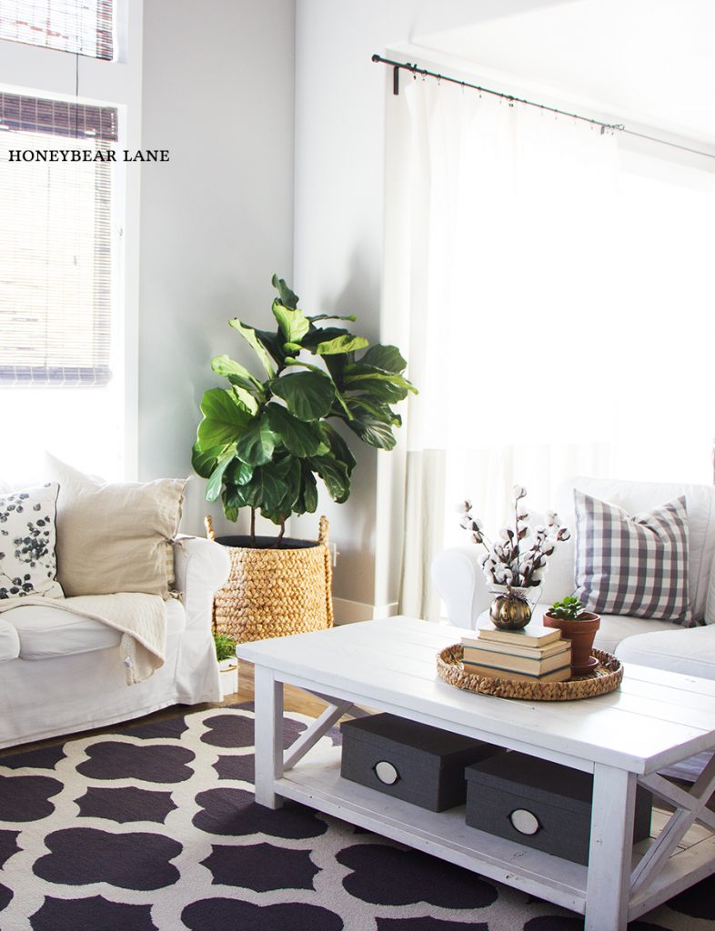 fiddle-leaf-fig