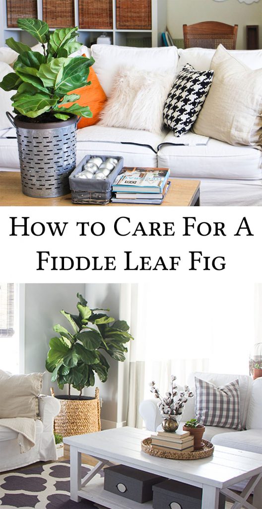 how-to-care-for-a-fiddle-leaf-fig
