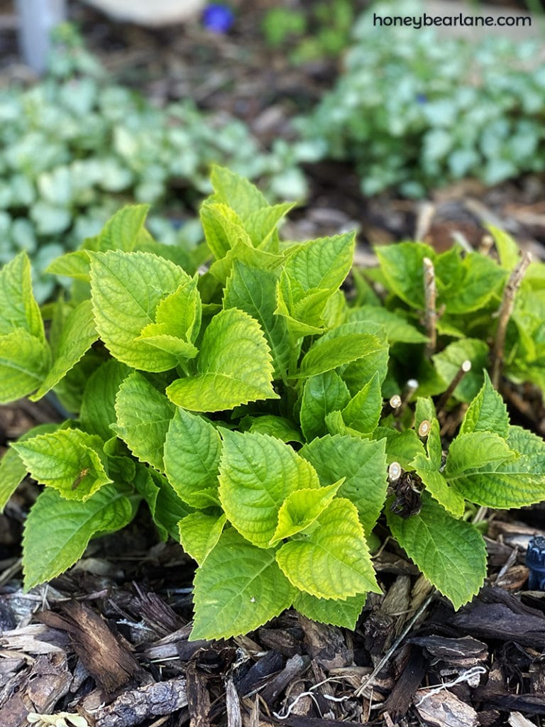 hydrangeas are often in shade gardens but need adequate sun