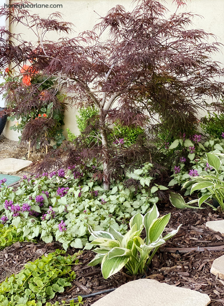 Young shade garden