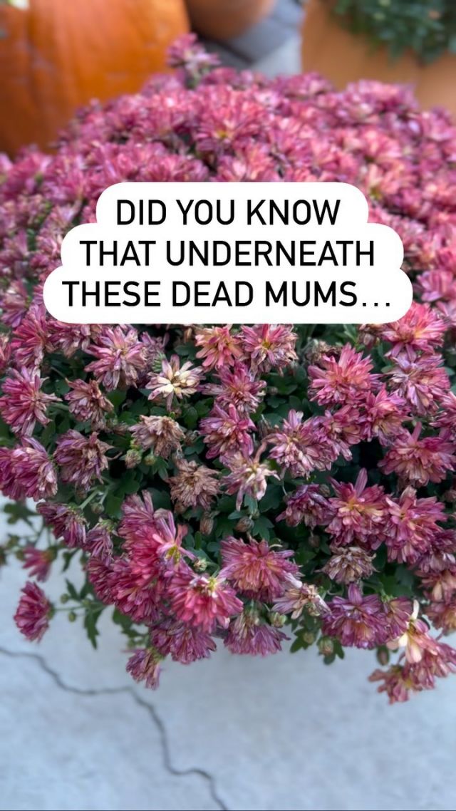 GET MORE OUT OF YOUR MUMS 🌺👇🏻. 

Deadhead your mums to let all the little buds get some light so they have a chance to bloom!  Also removing the dead flowers allows the plant to give the new buds more energy and nutrients. 

Keep them watered (at the base, not on the blooms) and just before the first freeze, you can even plant them so they come back every year!  I have several planted mums around my house and I love having the extra autumn color! 

#flowertips #fallflowers #mumsflowers #gardening #gardeninghacks #greenthumbwannabe