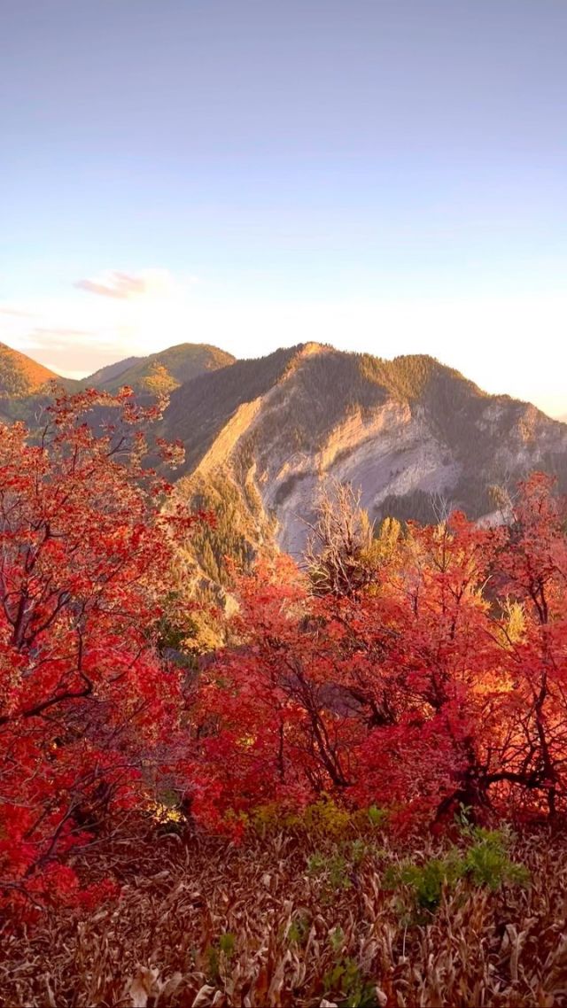 The last couple of weeks have been some of the hardest of my life.  We went on a trip to Disney World and my husband ended up in the hospital with two pulmonary embolisms.  Florida felt stifling and so far from home. 

I was so glad to come home to Utah, where the fall colors cannot be beat.  Truly, it is fall here.  I’ve never been so happy to be home!! 

#beutahful #fallcolors🍁🍂 #fallmountains #buffalopeak #fallfeels #favoriteplaces
